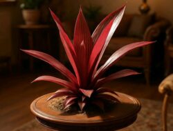 Hanjuang, Tanaman Merakyat dengan Banyak Manfaat