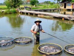 Lele, Ikan Rakyat dengan Banyak Manfaat